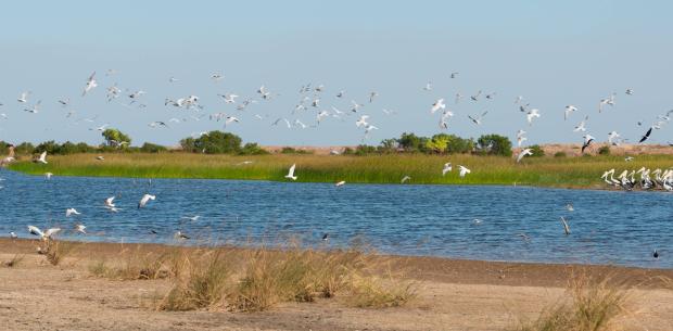birds